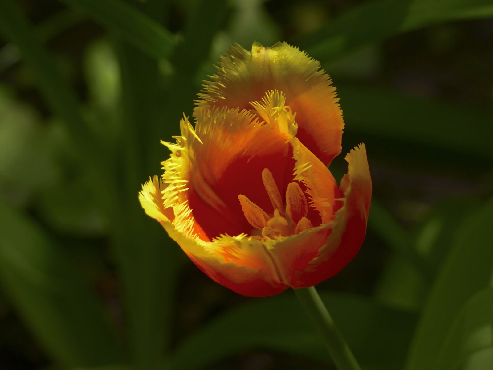 Panasonic Lumix DMC-FZ200 sample photo. Tulip, flower, spring photography