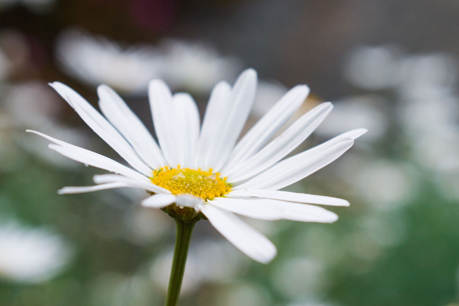Nikon D5300 sample photo. Flower, white, plant photography