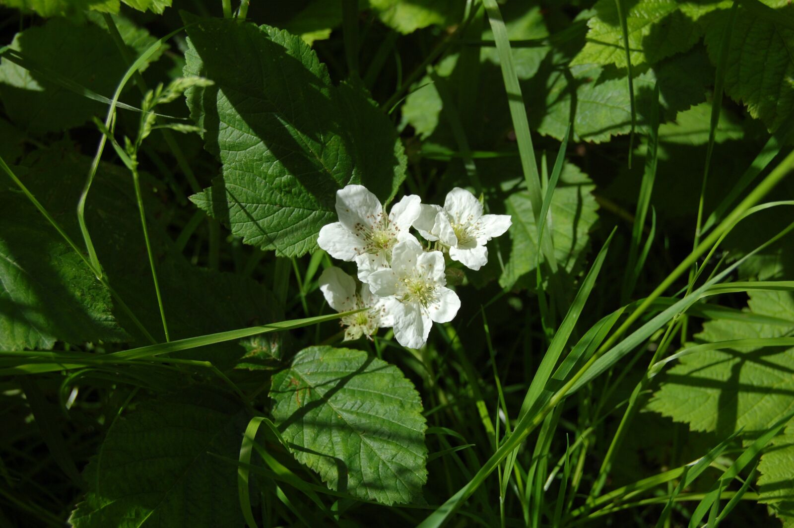 Nikon D40 sample photo. Flowers, white, blackberry photography