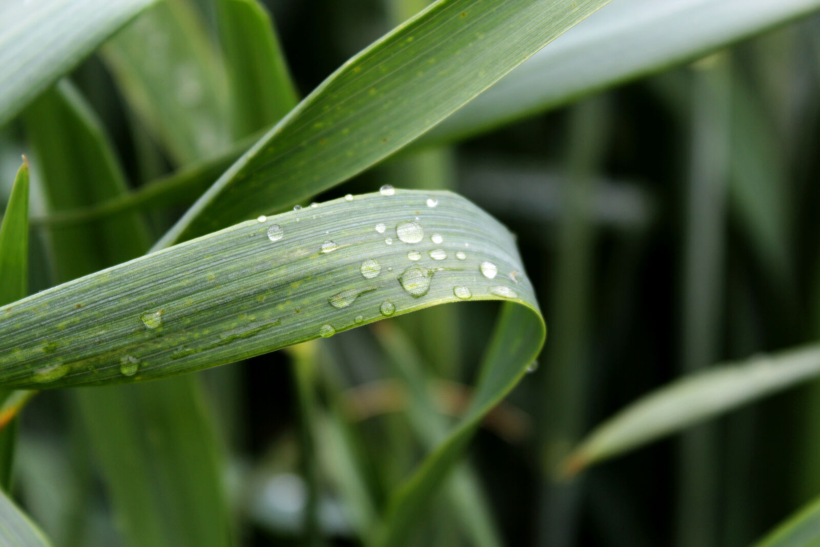 Canon EOS 600D (Rebel EOS T3i / EOS Kiss X5) sample photo. Macro, plant, rain, water photography