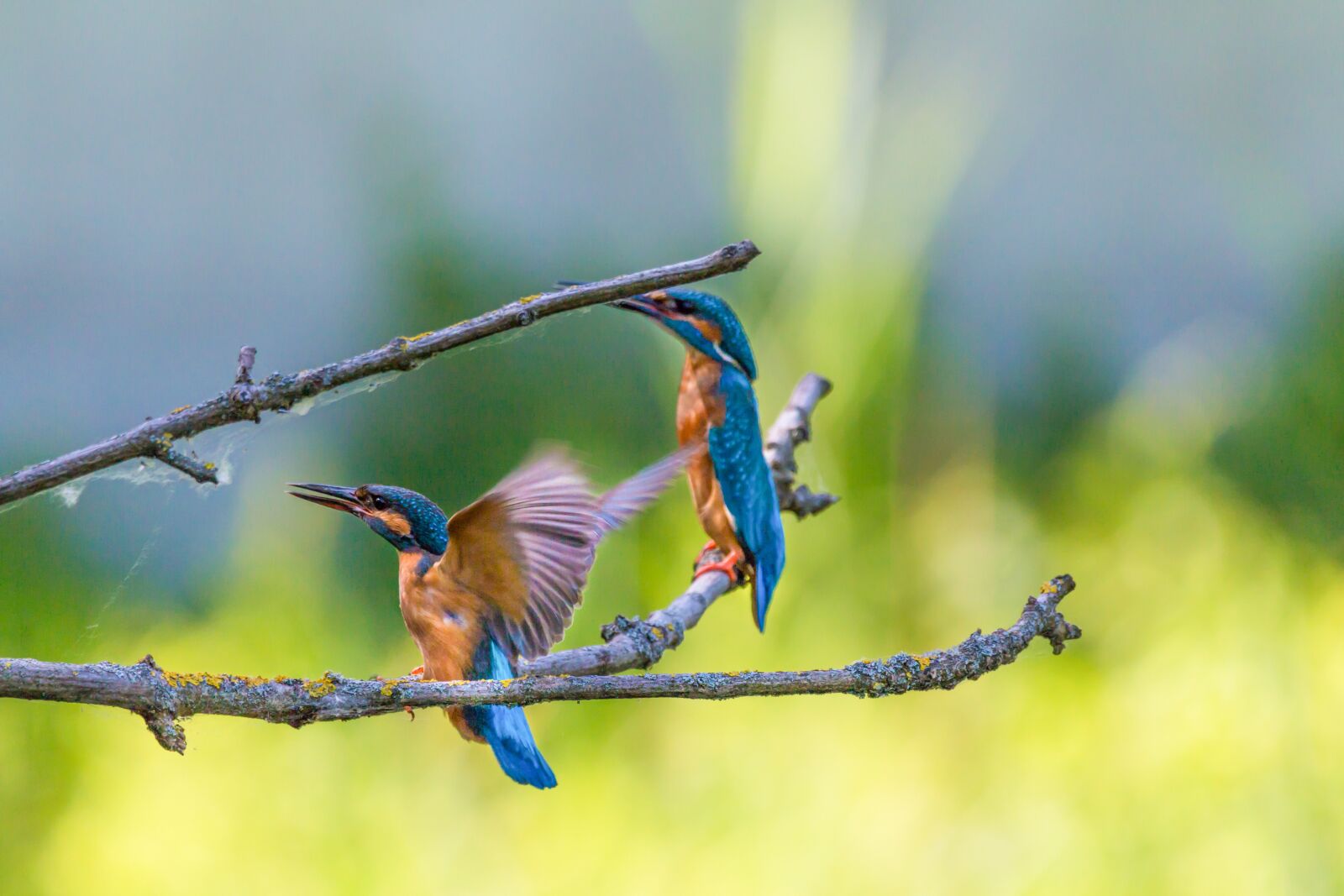 150-600mm F5-6.3 DG OS HSM | Contemporary 015 sample photo. Kingfisher, bird, colorful photography