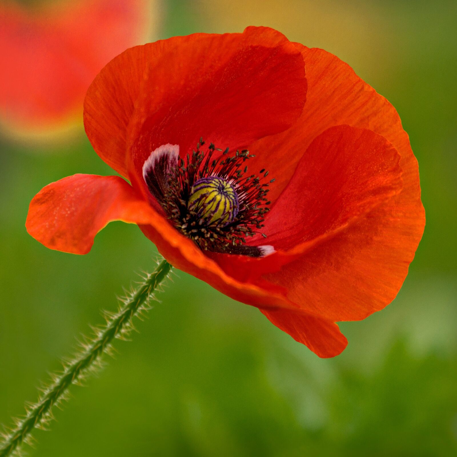 Canon EOS 7D sample photo. Flower, poppy, mildura photography