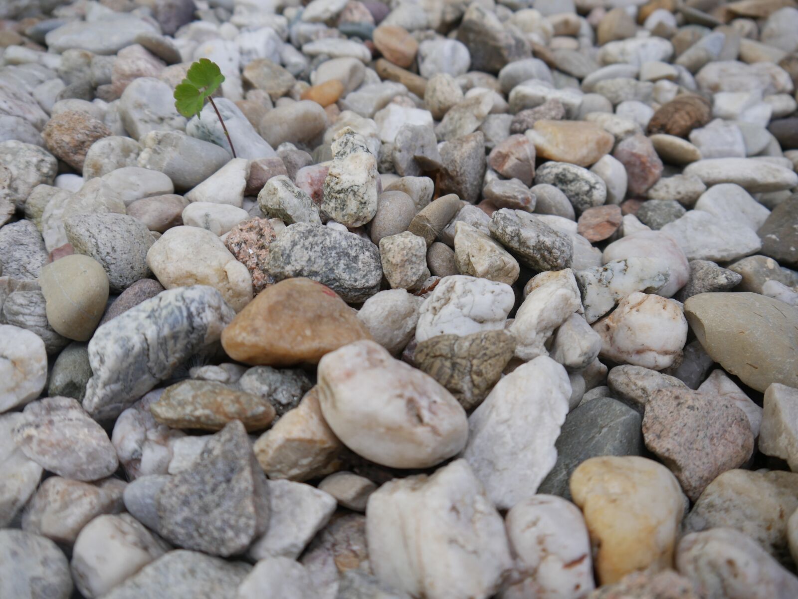 Panasonic DMC-G70 sample photo. Stones, pebble, background photography