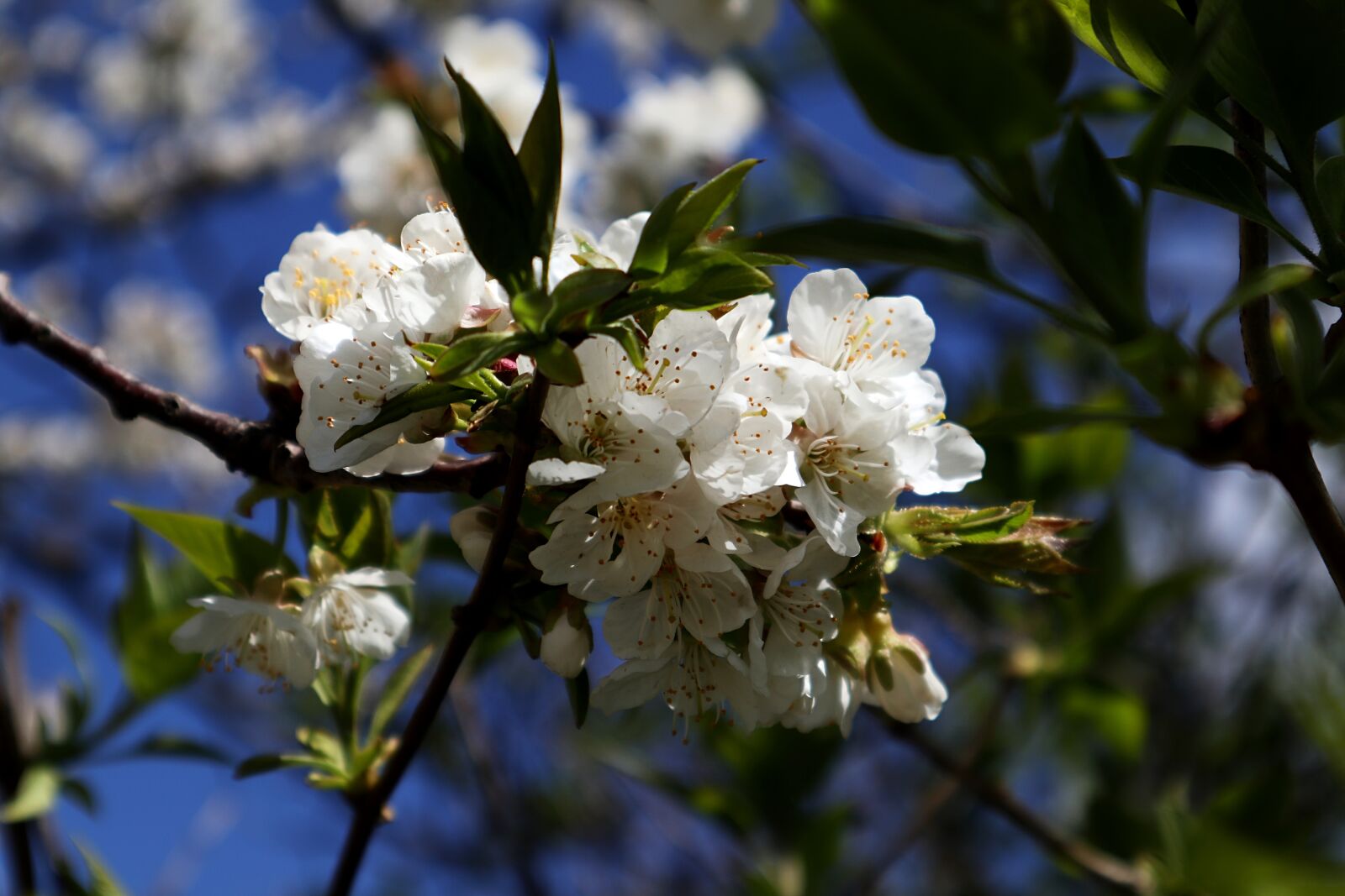 Canon EOS M100 sample photo. Apple tree flowers, flowers photography
