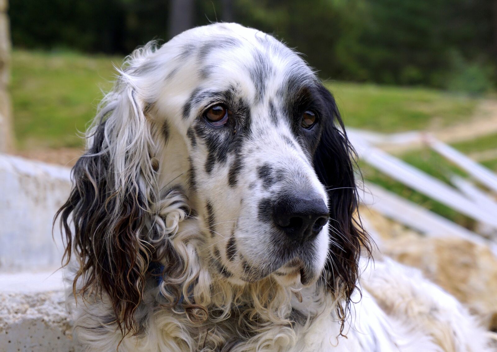 Sony E 16-50mm F3.5-5.6 PZ OSS sample photo. Dog, animal, pets photography