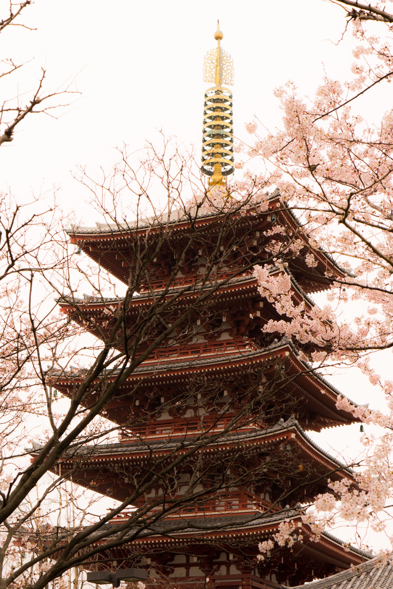 Sony a6300 sample photo. Asakusa, japan, cherry blossoms photography