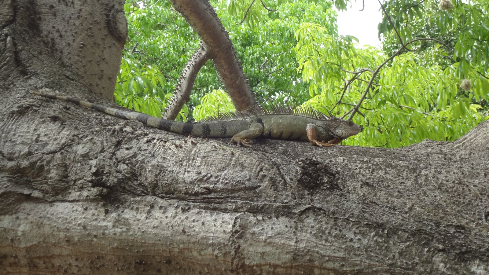 Sony DSC-WX9 sample photo. Iguana, tree, nature photography