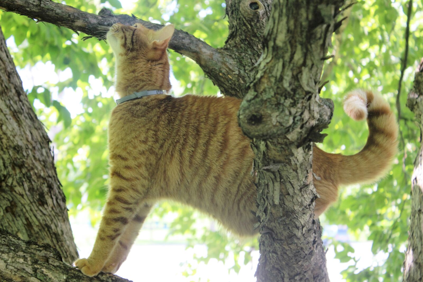 Canon EOS 600D (Rebel EOS T3i / EOS Kiss X5) sample photo. Kitty, meow, cats photography