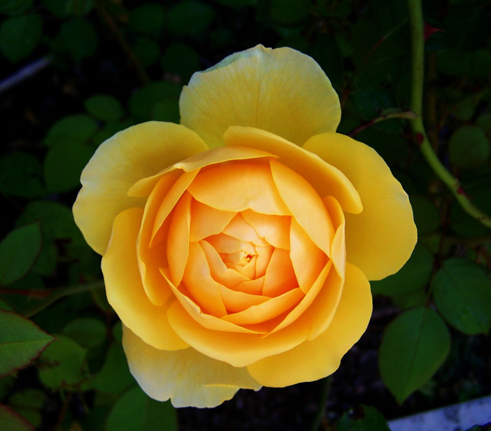 Kodak EASYSHARE ZD710 ZOOM DIGITAL CAMERA sample photo. Rose, yellow roses, summer photography