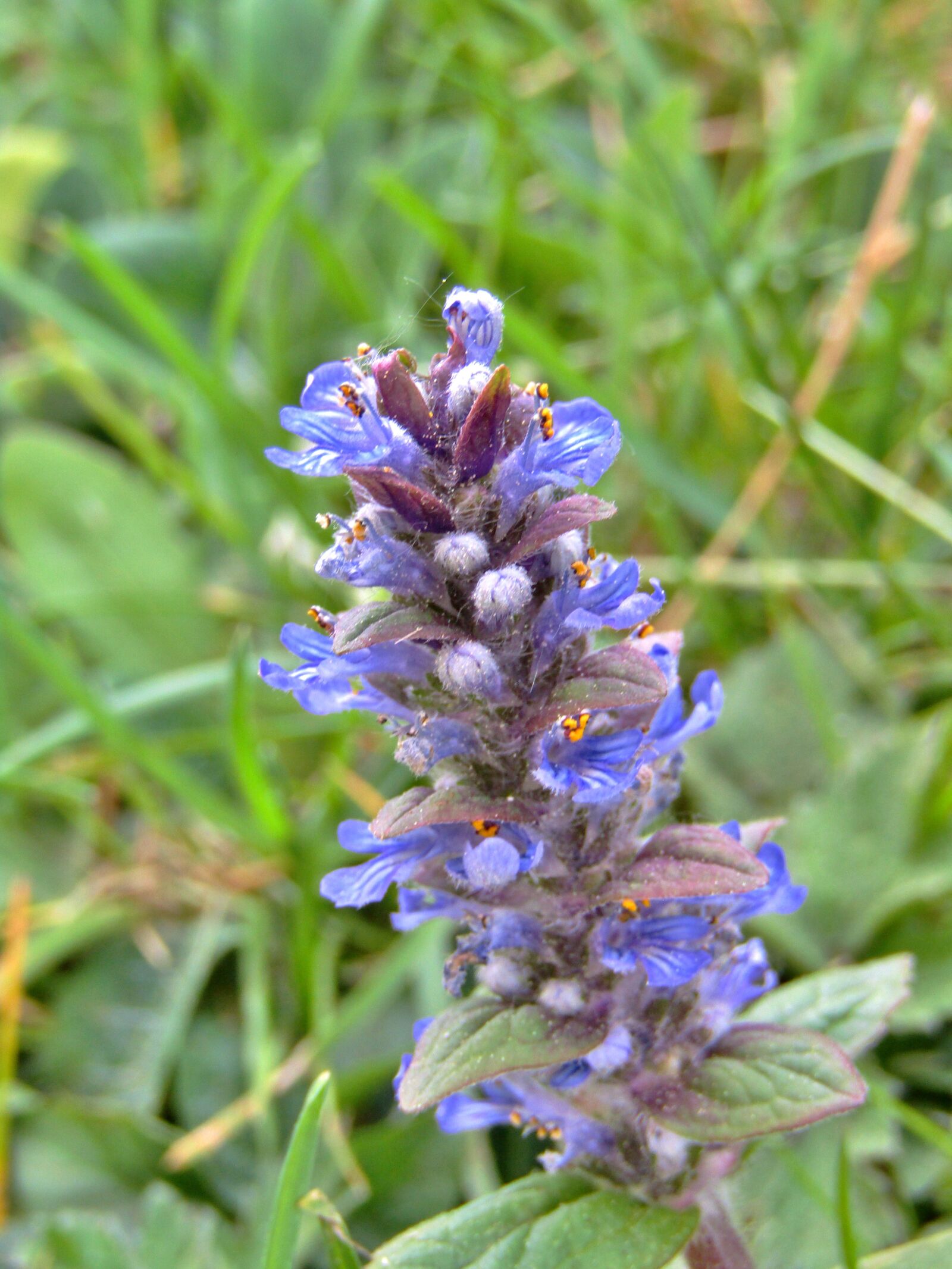 Canon POWERSHOT SX432 IS sample photo. Ajuga g nsel, ajuga photography