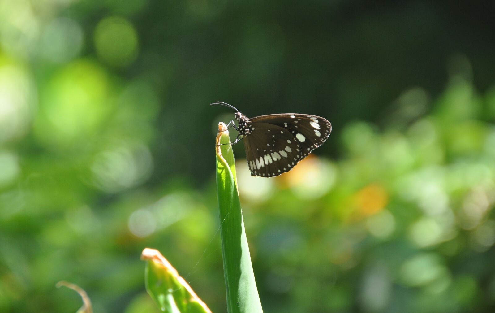 Nikon D90 sample photo. Butterfly, brown, green photography