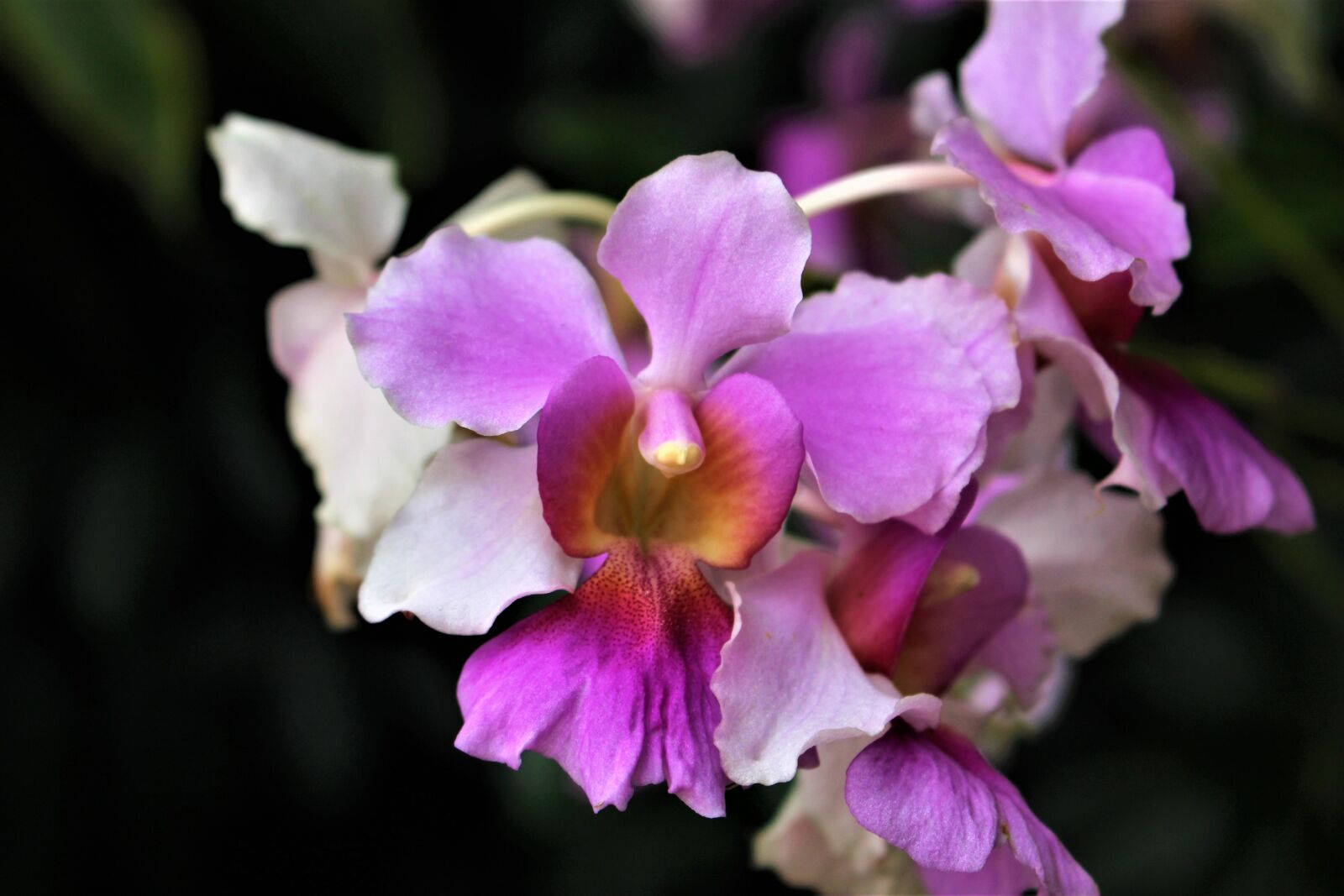 Canon EOS 100D (EOS Rebel SL1 / EOS Kiss X7) sample photo. Singapore, orchids, flower photography