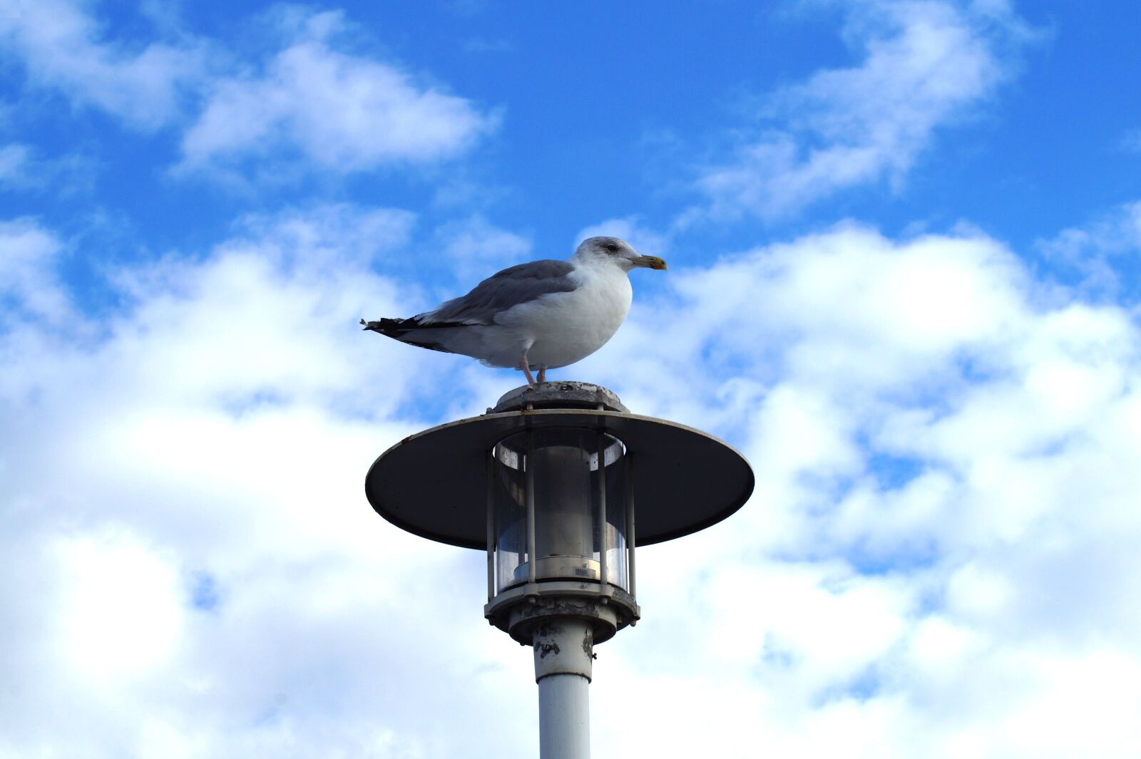 Sony SLT-A58 sample photo. Bird, seagull, sea photography