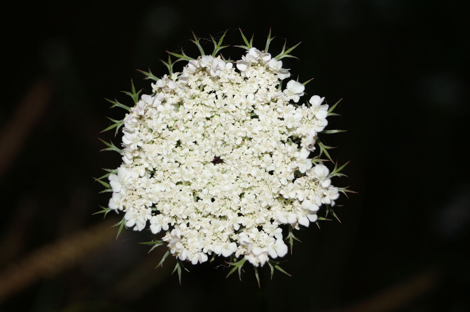Sony SLT-A37 sample photo. Flower, nature, plant photography
