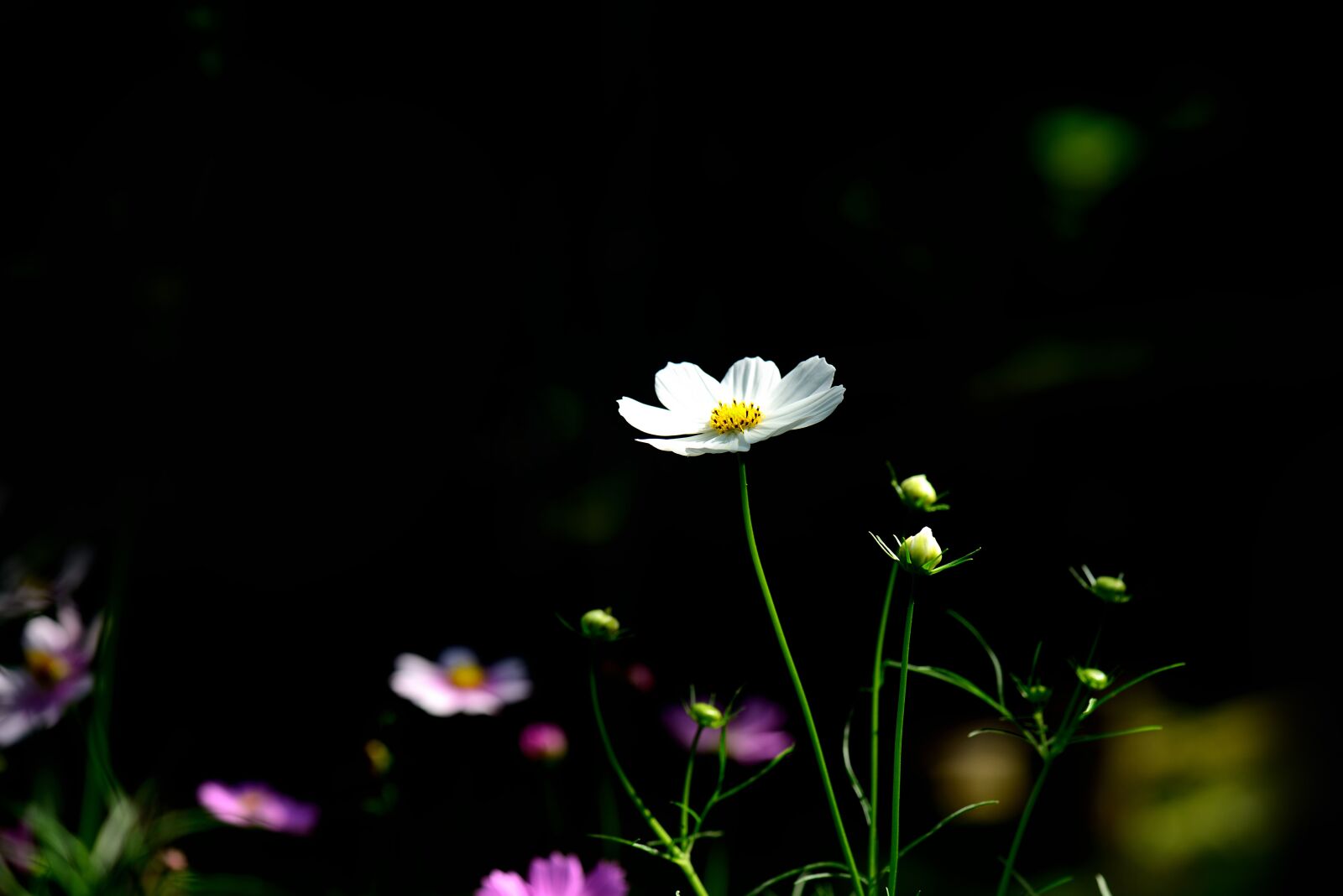 Nikon D800 sample photo. Autumn, plants, common cosmos photography