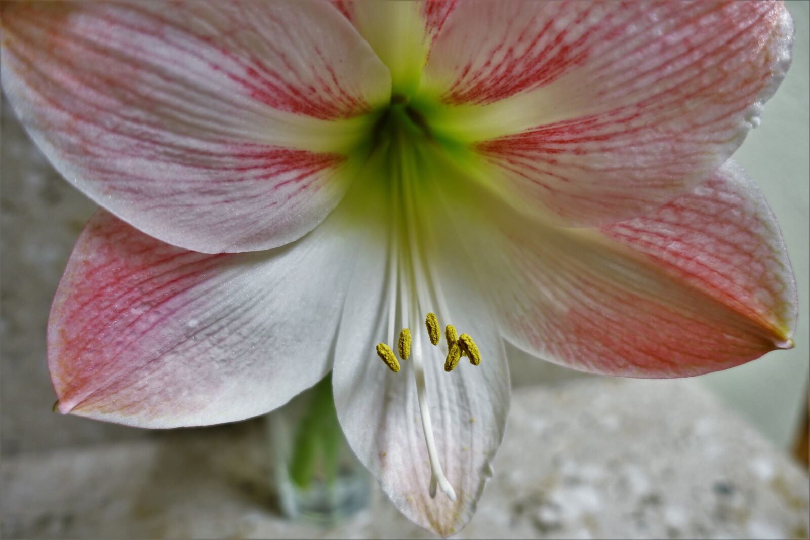 Sony Cyber-shot DSC-RX100 III sample photo. Pink, white, flower photography