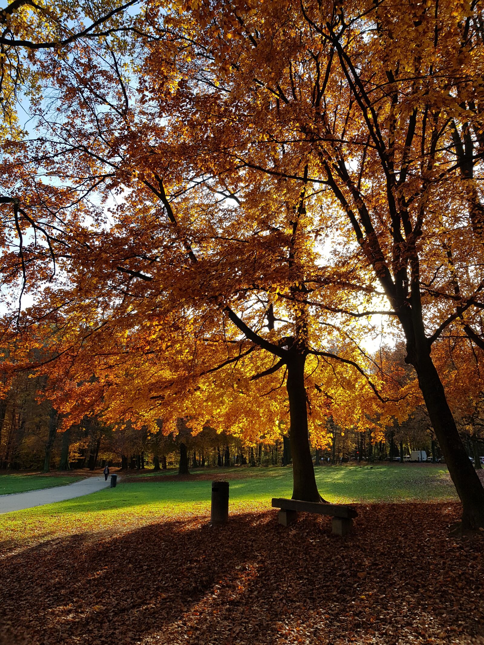 Samsung Galaxy S8 sample photo. Trees, autumn, forest photography