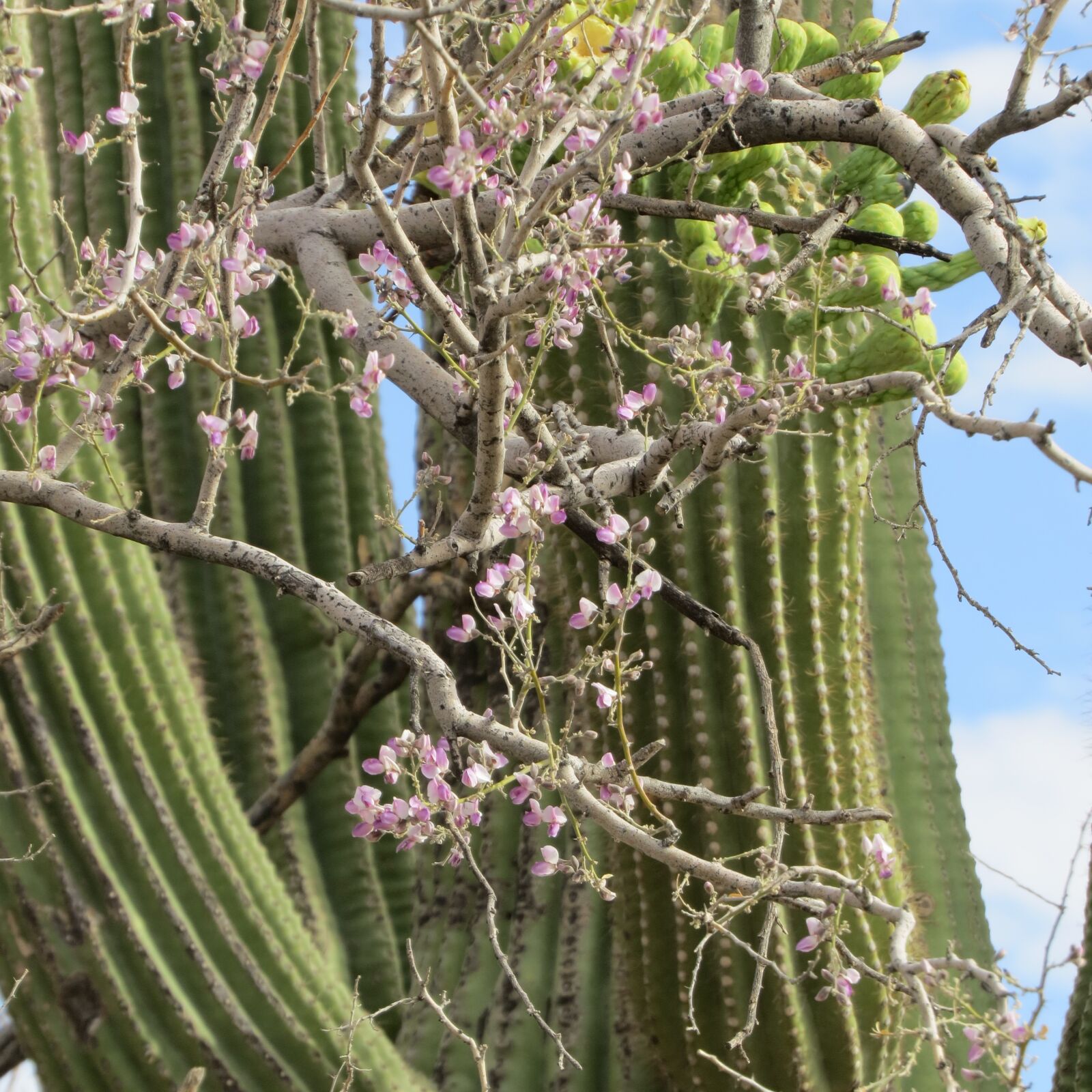 Canon PowerShot SX50 HS sample photo. Desert, flowers, cactus photography