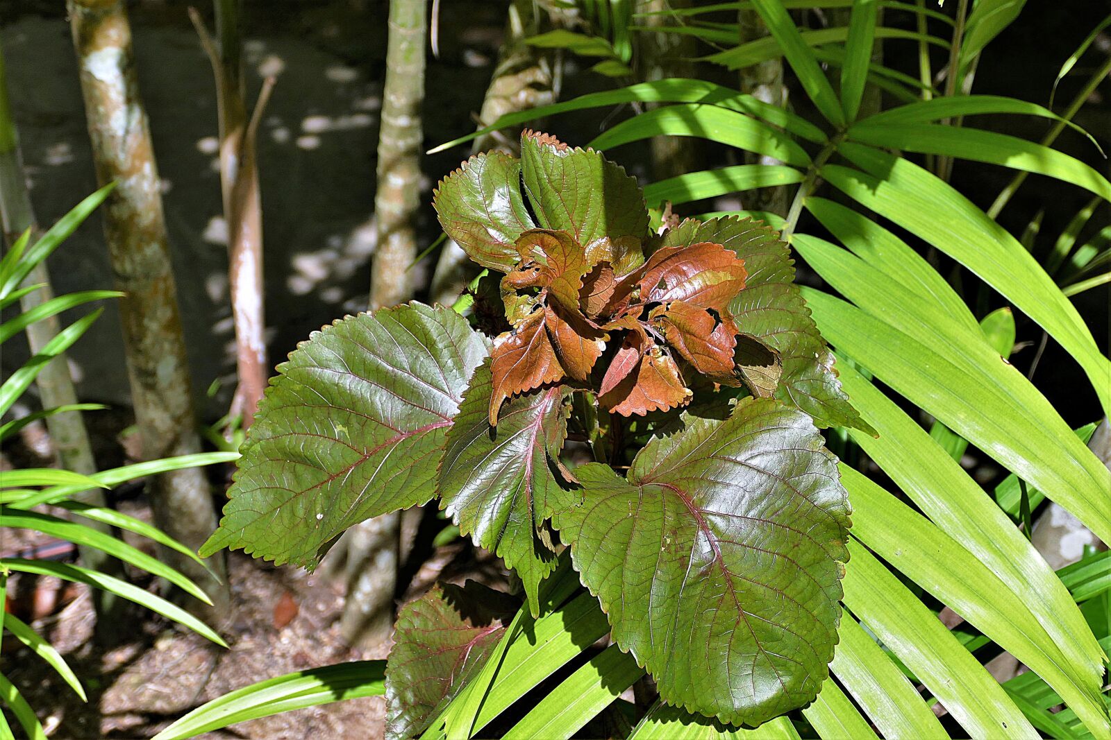 Panasonic Lumix DMC-FZ1000 sample photo. Leaf, exotic, brown photography