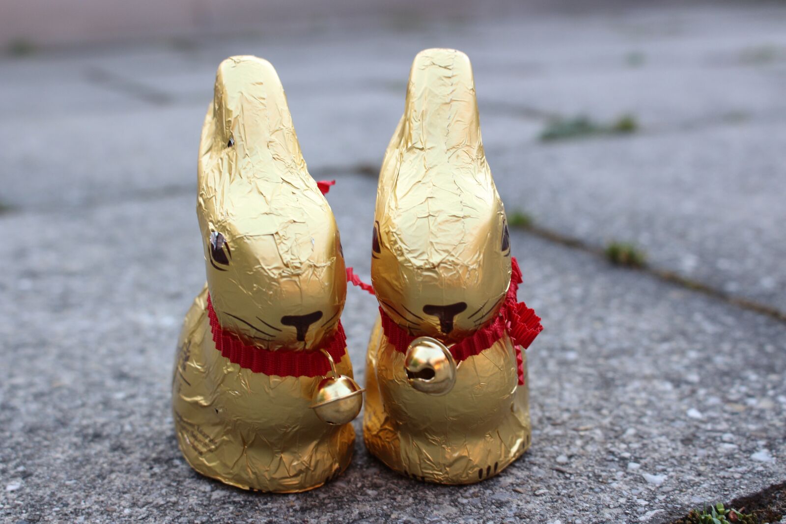 Canon EOS 700D (EOS Rebel T5i / EOS Kiss X7i) sample photo. Easter, easter bunny, hare photography