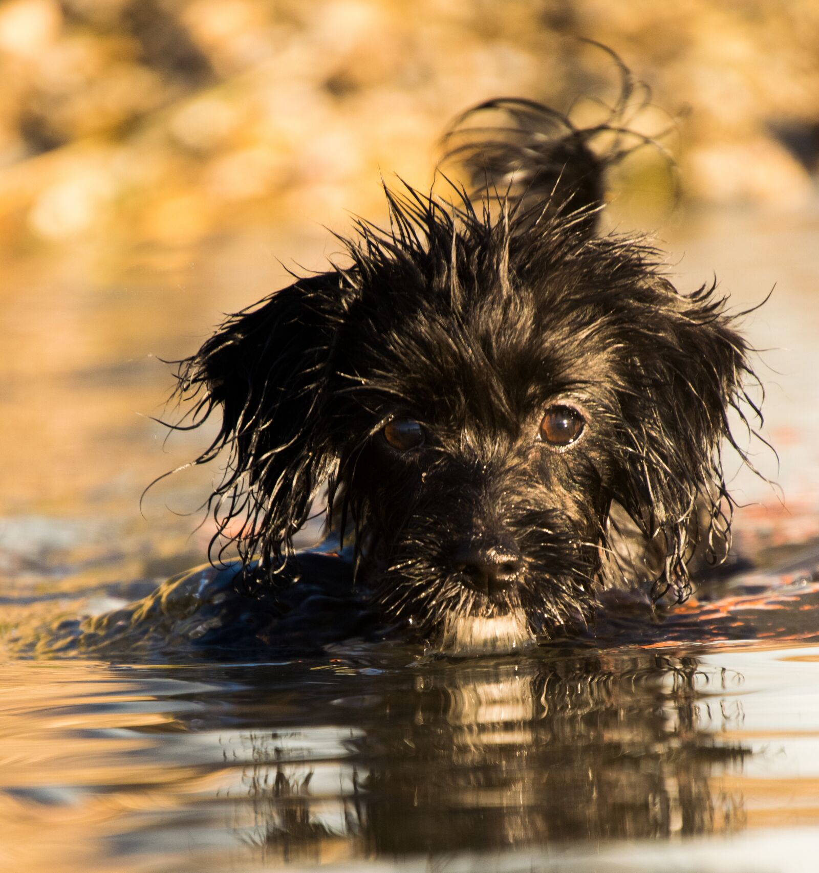 Nikon D3300 sample photo. Animal, mammal, dog photography