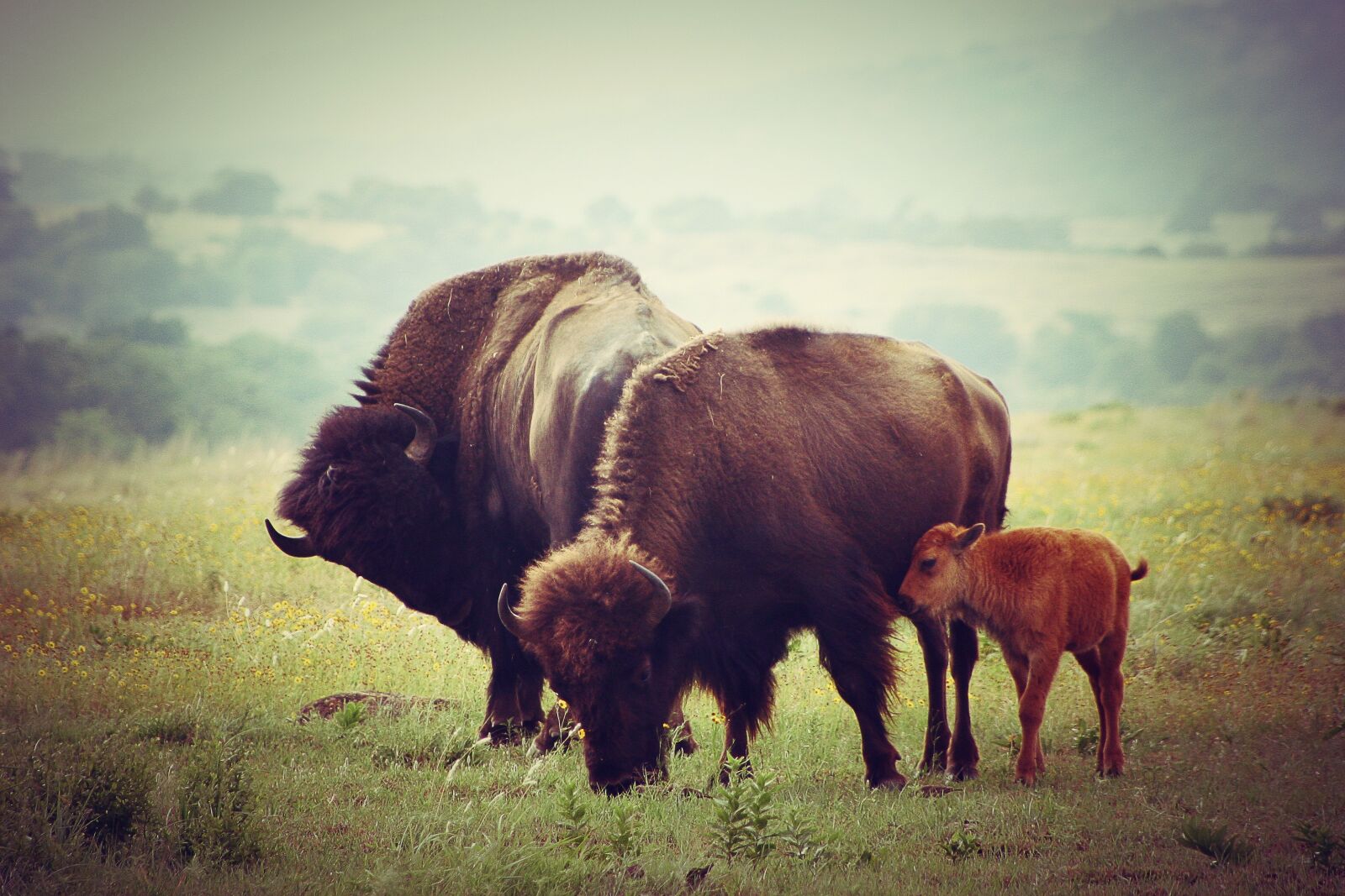 Canon EOS 300D (EOS Digital Rebel / EOS Kiss Digital) sample photo. Buffalo, calf, wildlife photography
