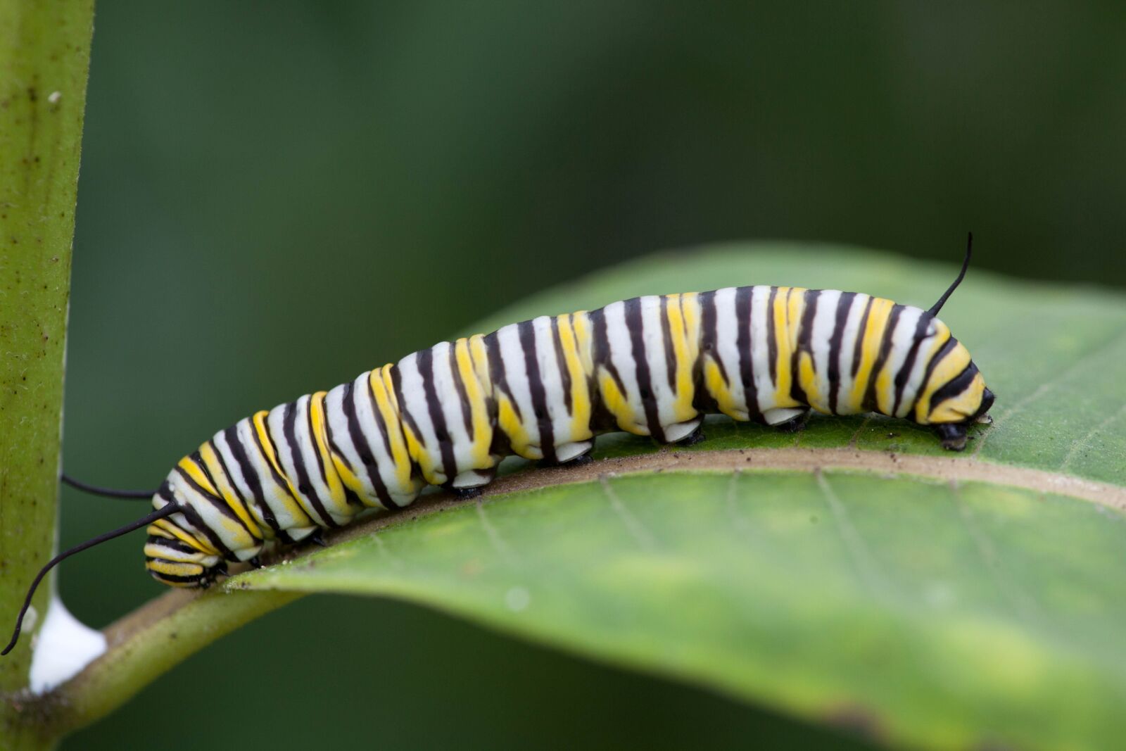 Canon EOS 5D Mark II sample photo. Insect, invertebrates, monarch butterfly photography