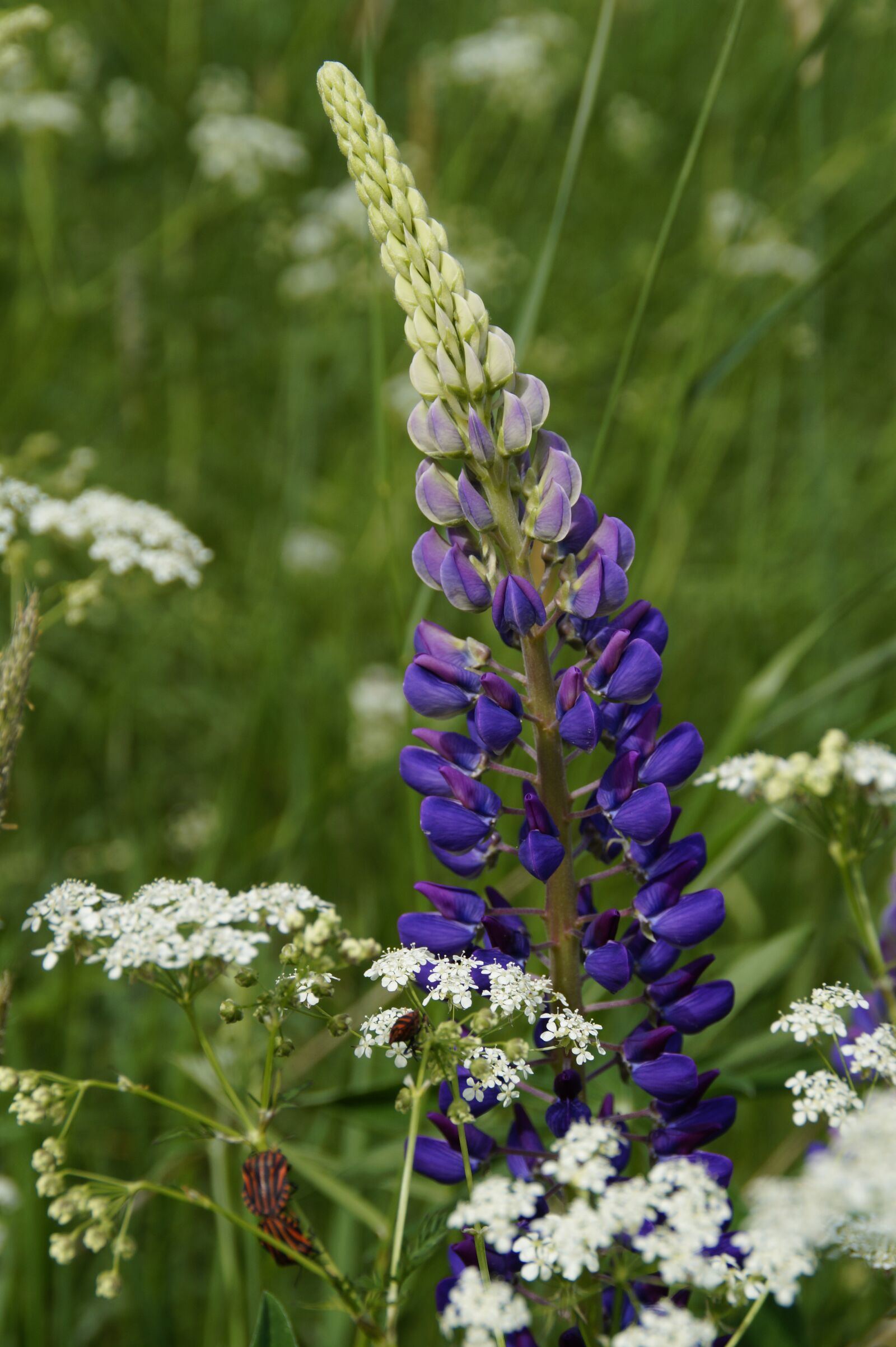 Sony SLT-A58 sample photo. Lupine, meadow, summer photography