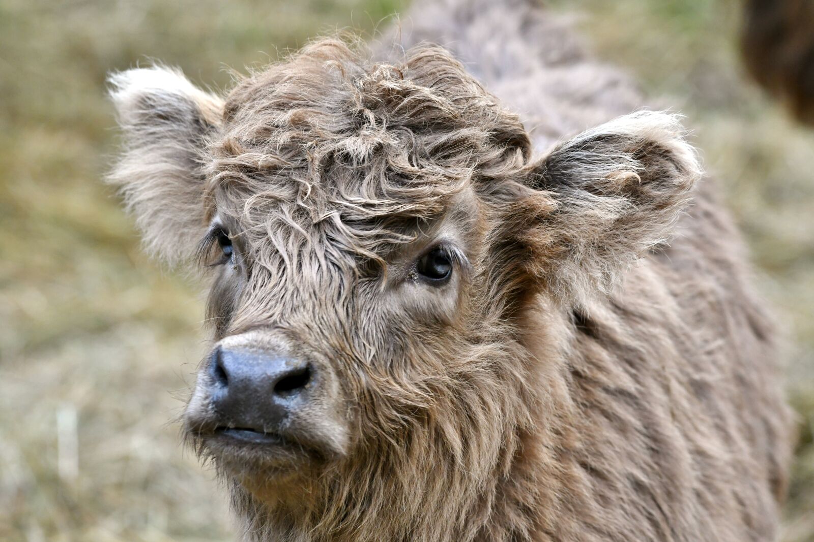Nikon D500 sample photo. Calf, mammal, herkauwer photography