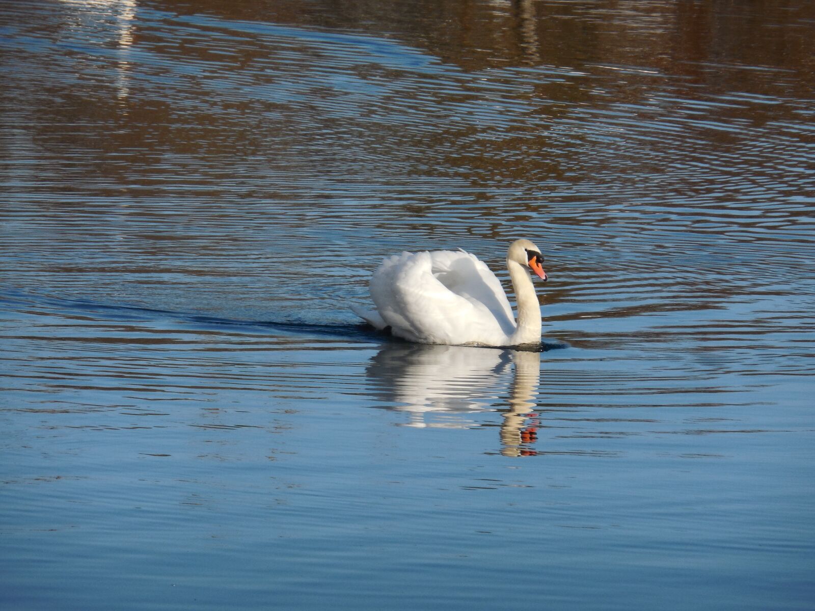Nikon Coolpix S6500 sample photo. Swan, elegance, lake photography