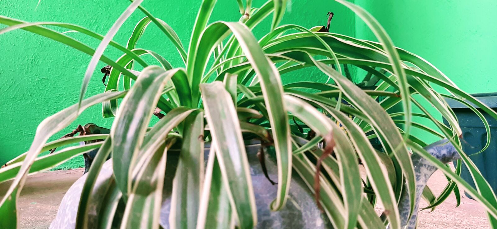 Samsung Galaxy A50 sample photo. Leaf, nature, nursery photography