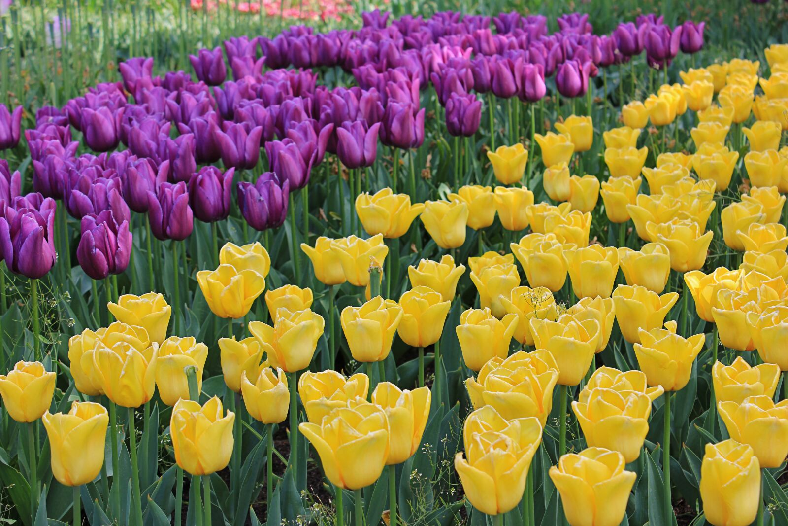 Canon EOS 550D (EOS Rebel T2i / EOS Kiss X4) sample photo. Tulips, spring, flowers photography