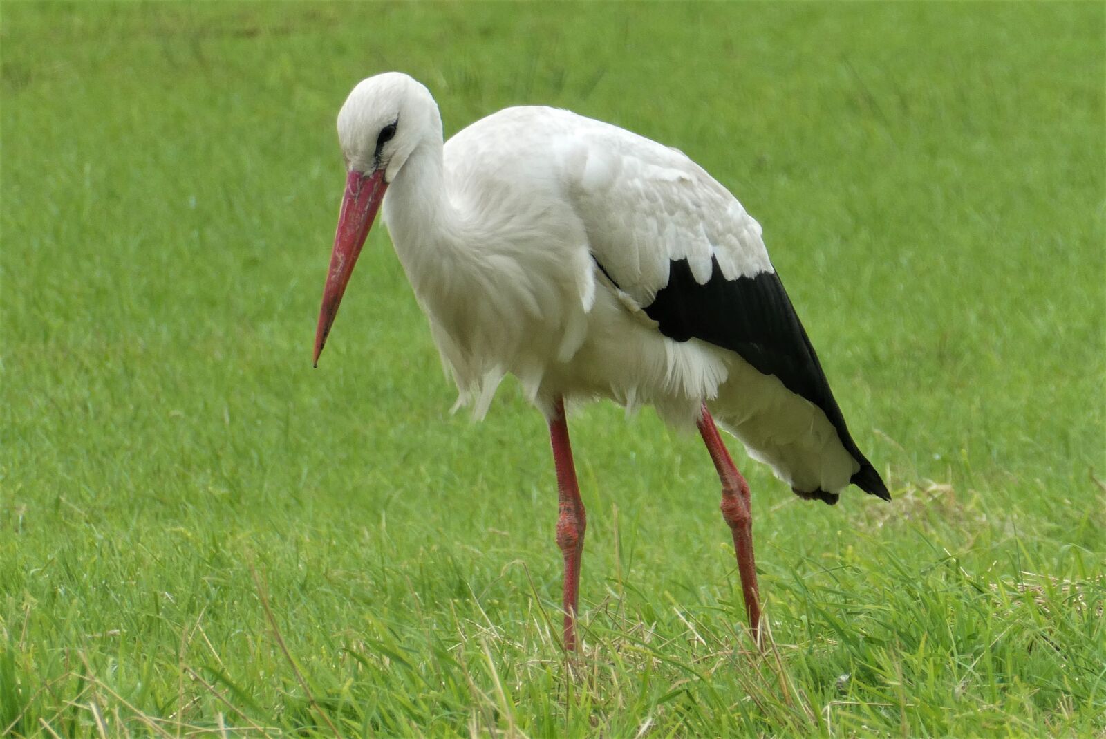 Panasonic Lumix DC-ZS70 (Lumix DC-TZ90) sample photo. Stork, meadow bird, grass photography