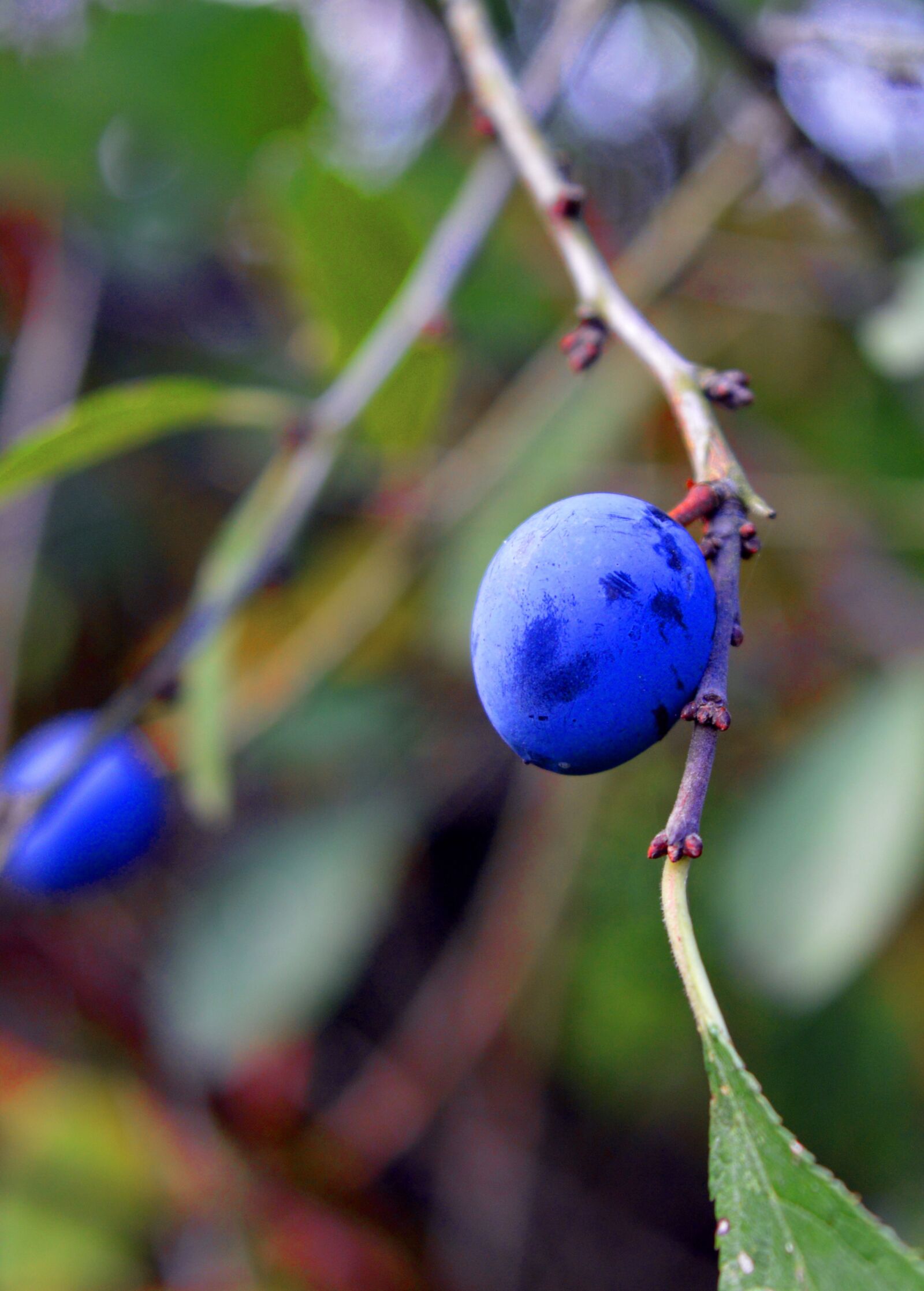 Nikon D3200 sample photo. Sloes, blackthorn, plant photography