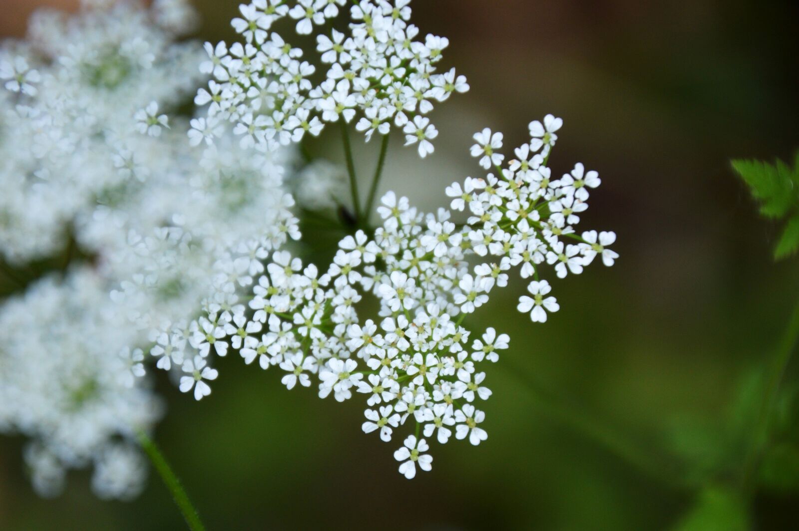 Nikon D3200 sample photo. Chervil wild, myrrhis odorata photography