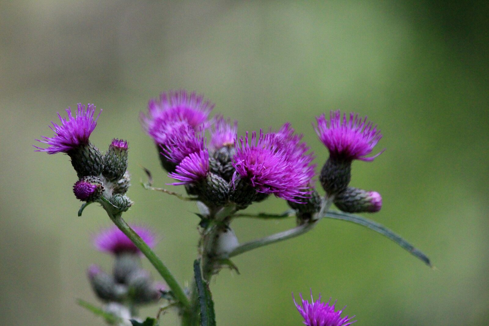 Canon EF-S 55-250mm F4-5.6 IS STM sample photo. Diestel, purple, blossom photography