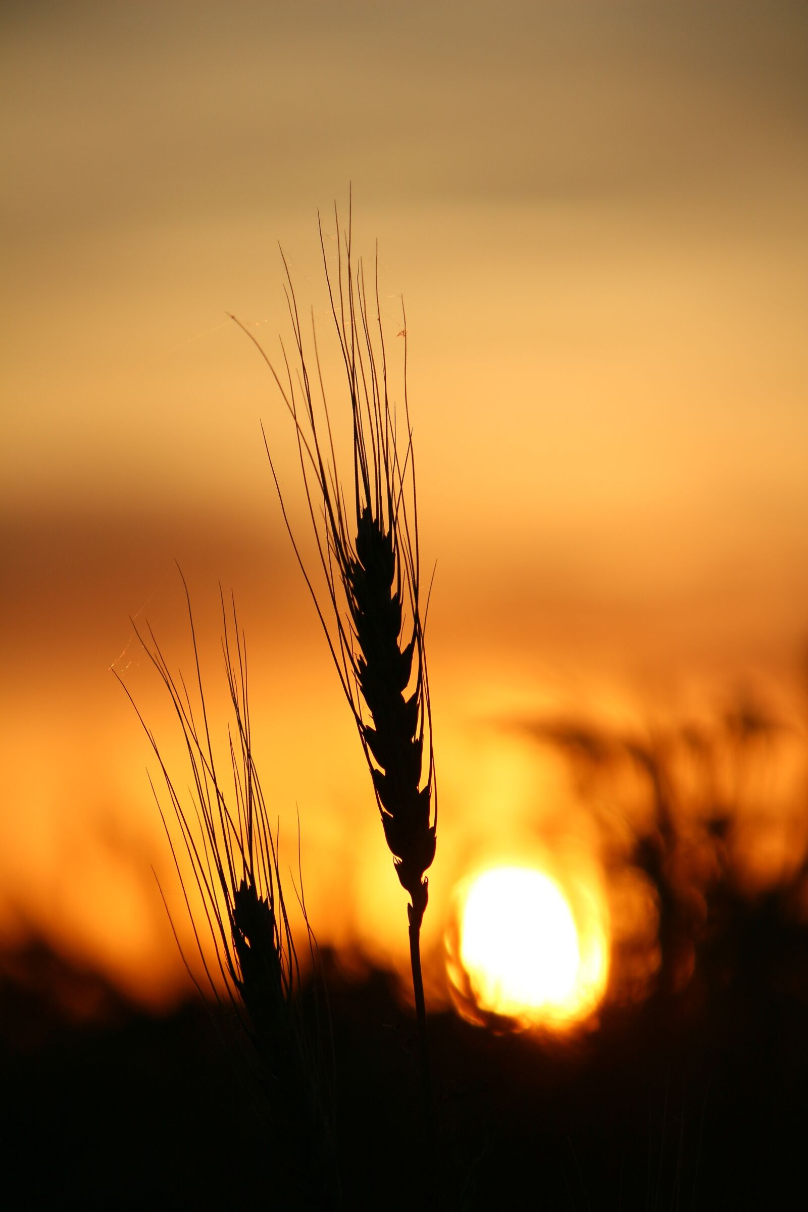 Canon EF-S 55-250mm F4-5.6 IS II sample photo. Wheat, sunset, field photography