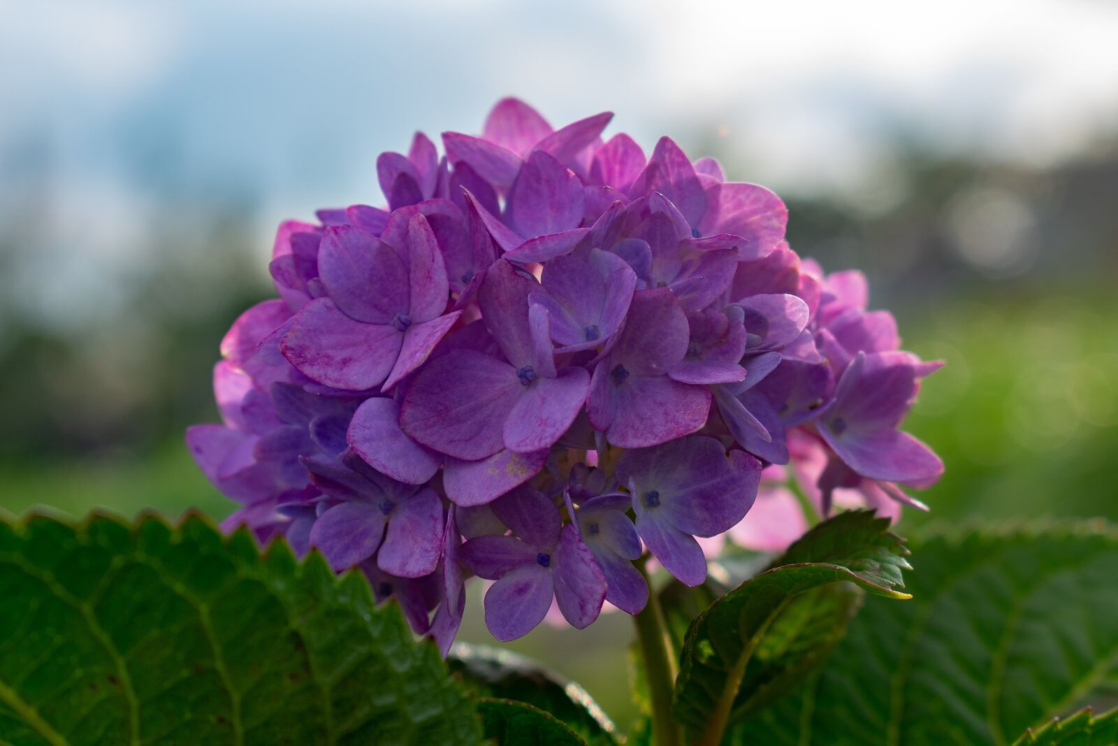 Nikon D3400 sample photo. Hydrangea, dogwood, purple photography