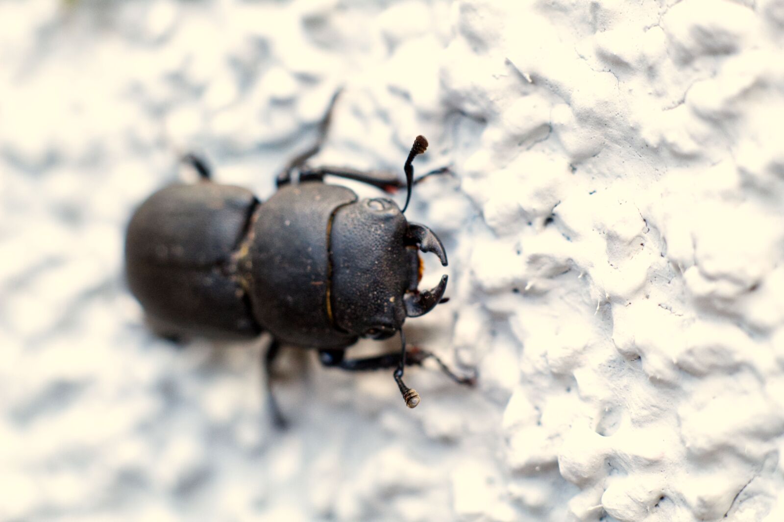 Canon EOS 1300D (EOS Rebel T6 / EOS Kiss X80) sample photo. Beetle, macro, insect photography