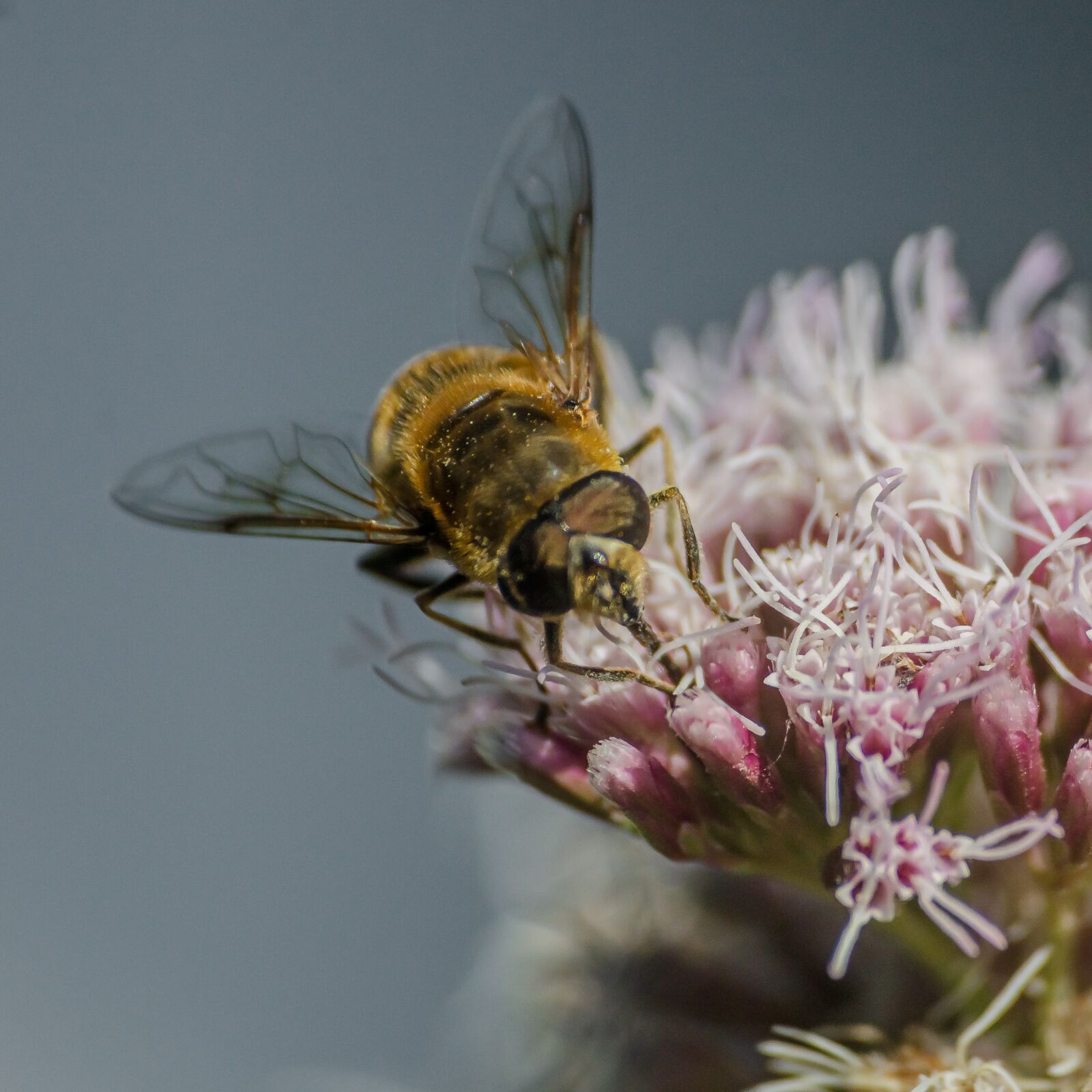 Nikon D7000 sample photo. Macro, close, bee photography