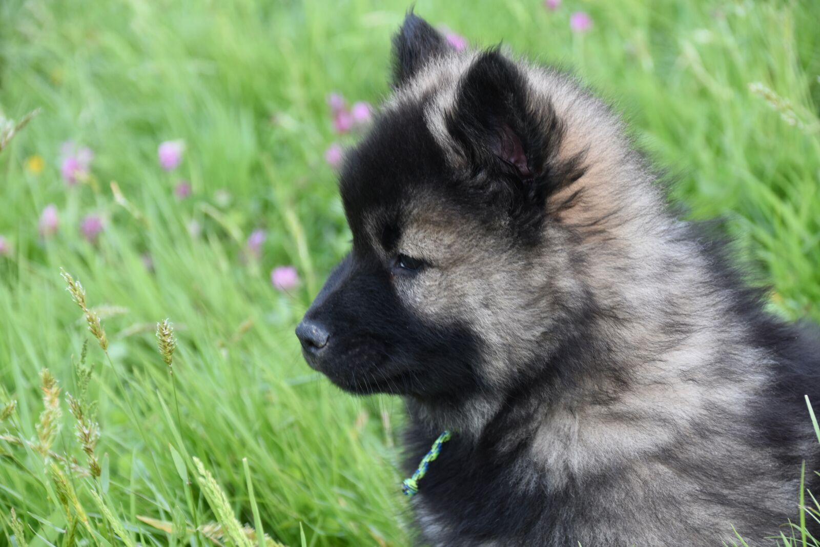 Nikon D5600 sample photo. Dog, puppy, pup photography