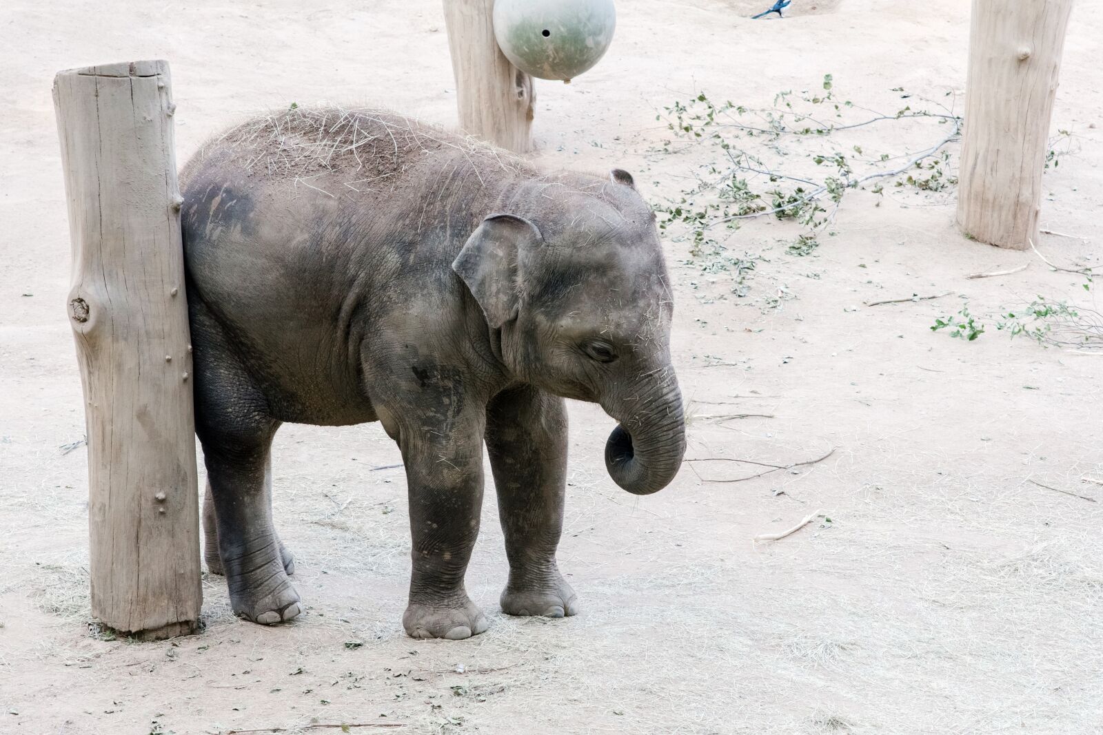 Canon EOS 60D sample photo. Elephant, zoo, prague photography