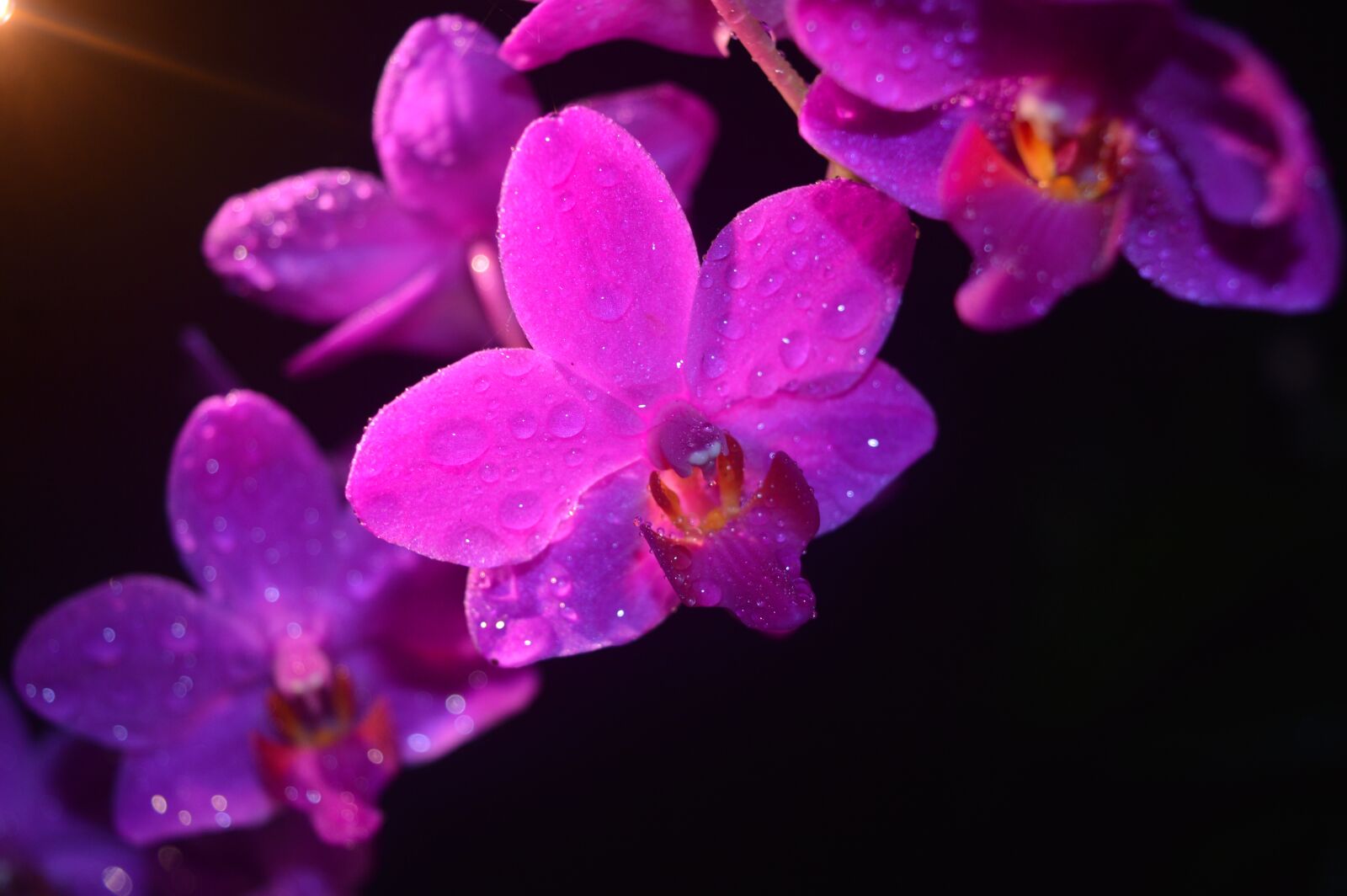 Nikon D3200 sample photo. Orchid, light rays, flower photography