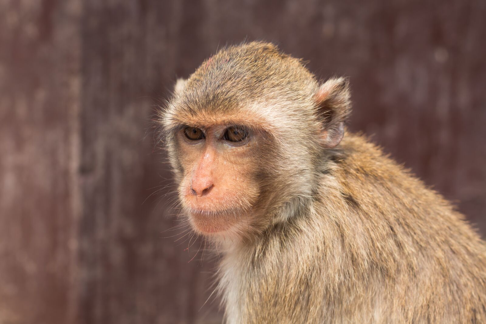Canon EOS 700D (EOS Rebel T5i / EOS Kiss X7i) + Canon EF 50mm F1.8 STM sample photo. Monkey, thailand, lop buri photography