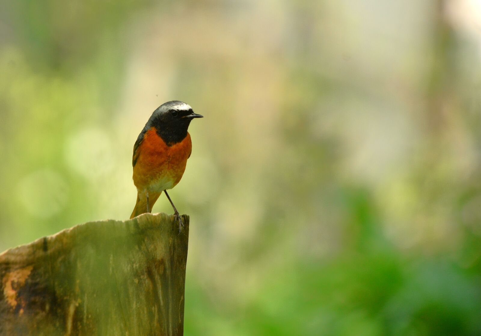 Nikon D7100 sample photo