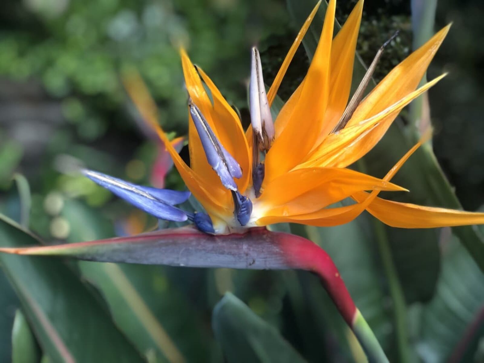 iPhone X back dual camera 6mm f/2.4 sample photo. Exotic, flower, flower garden photography