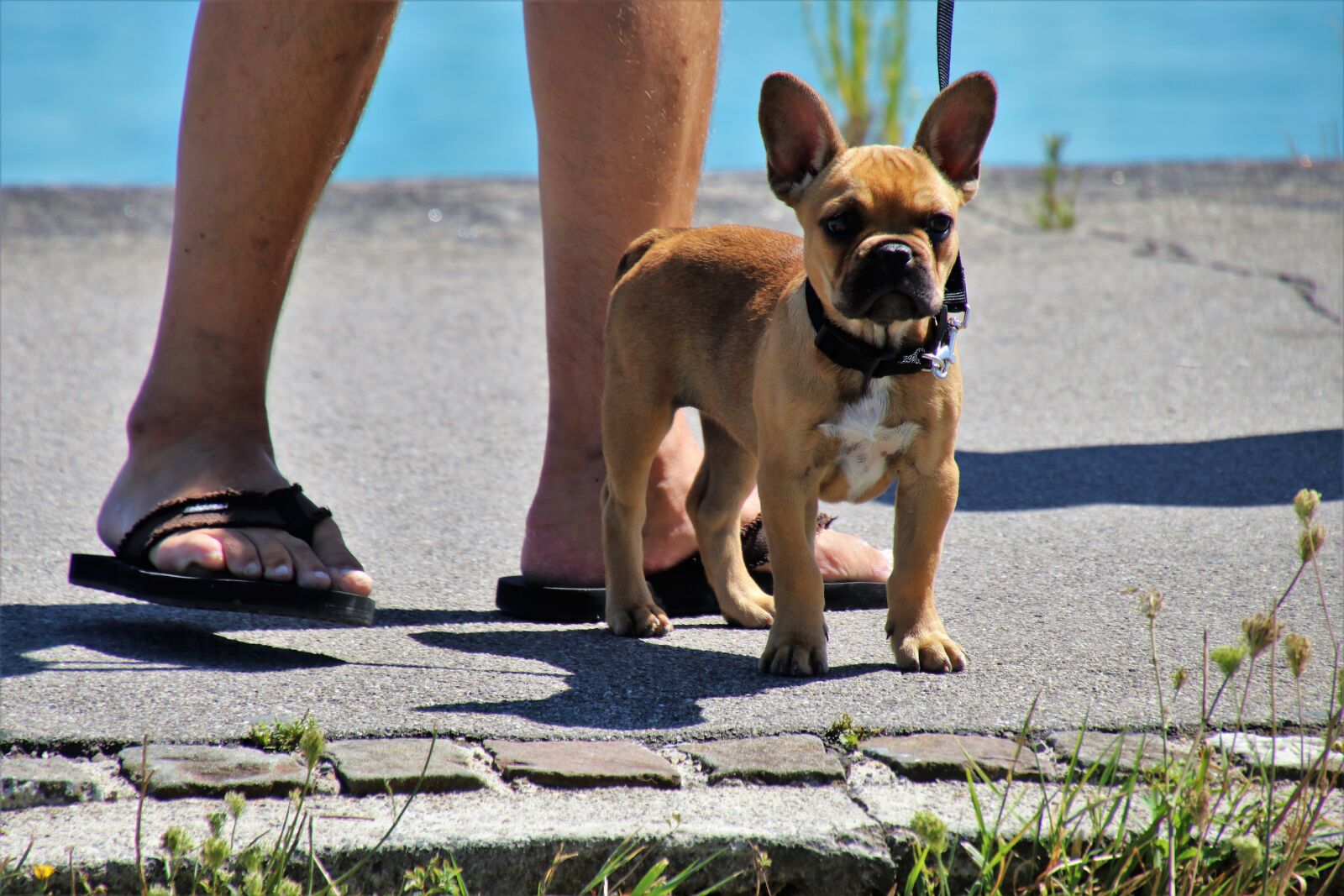 Canon EOS 80D sample photo. Nice, small, dog photography