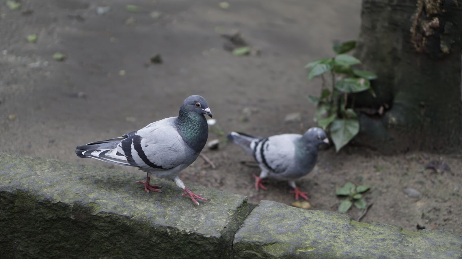 Sony a6000 sample photo. Pigeon, the city of photography