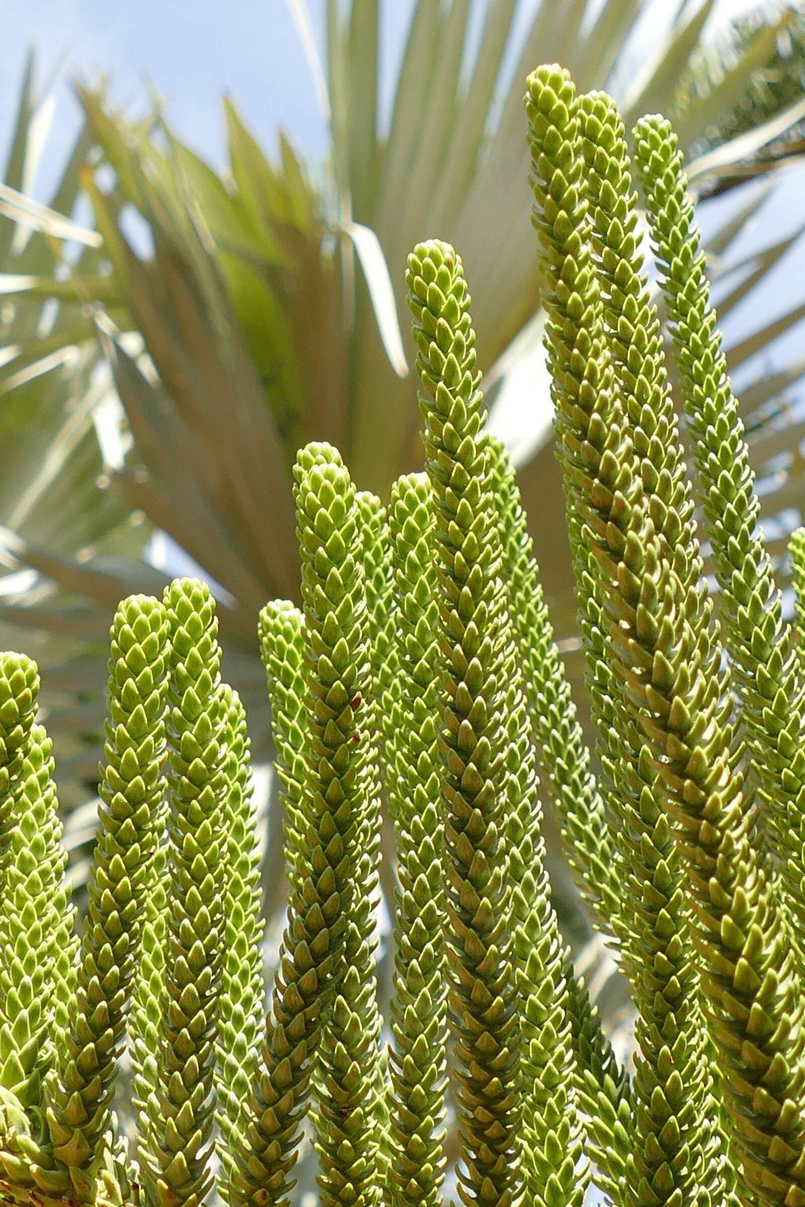 Panasonic Lumix DMC-FZ1000 sample photo. Cactus, plant, flora photography