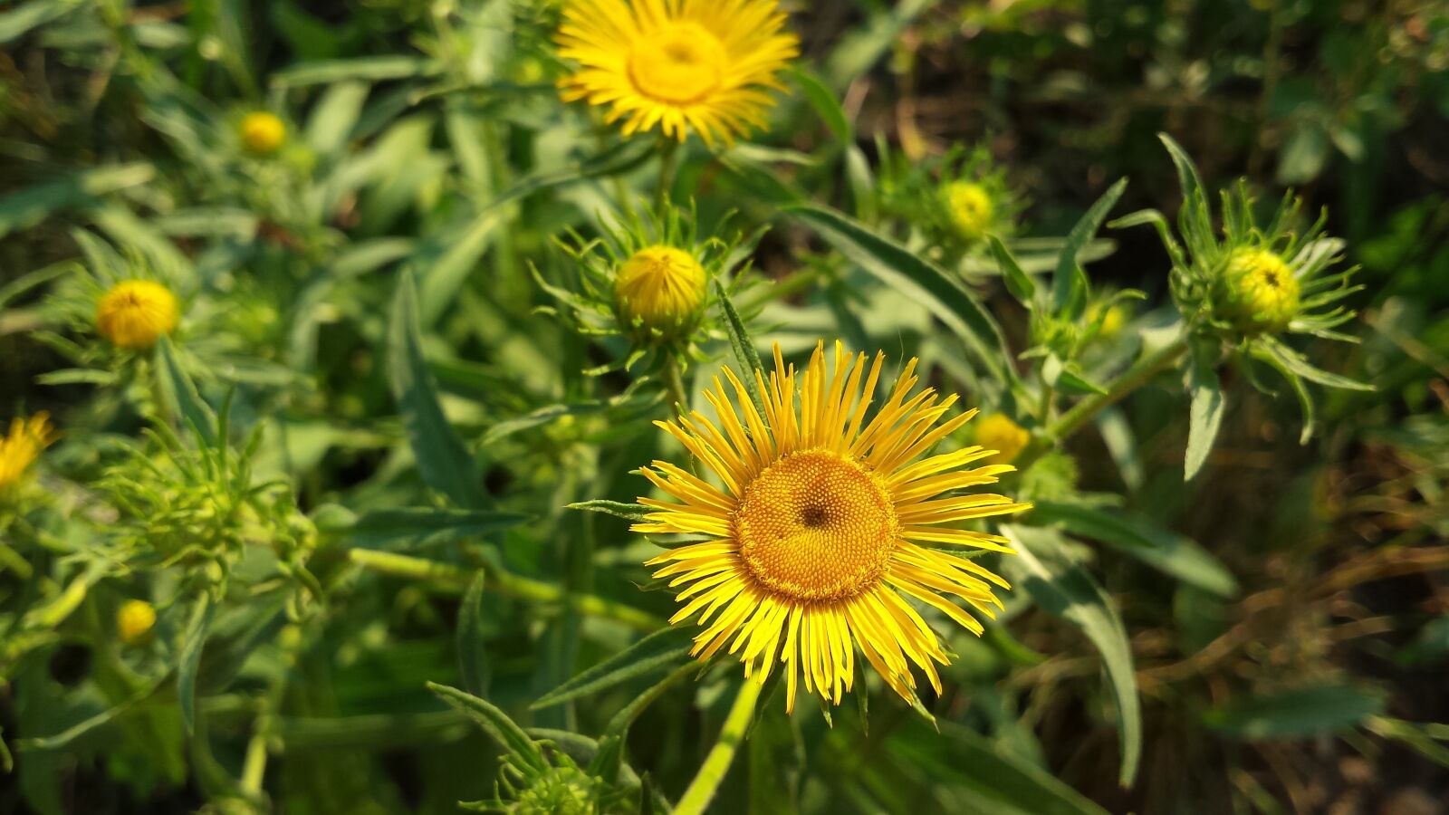 Samsung Galaxy S4 sample photo. Flowers, bright colors, yellow photography